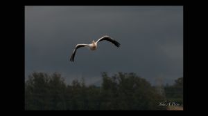 American White Pelican in the Air